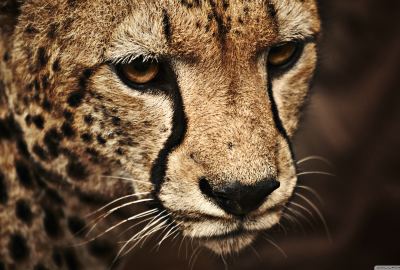 Cheetah 9 Wallpaper