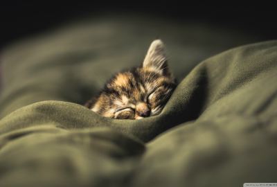 Kitten 14 Wallpaper