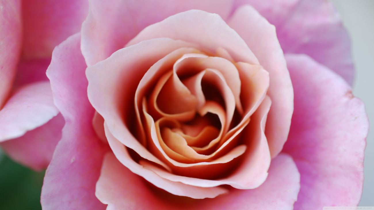 Pink Rose Flower Macro Wallpaper