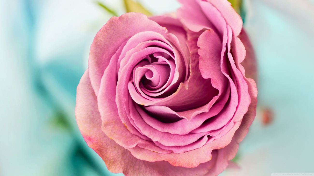 Pink Rose Macro 2 Wallpaper