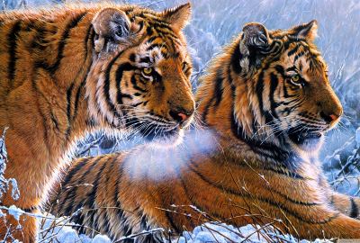 Tigers 2 Wallpaper