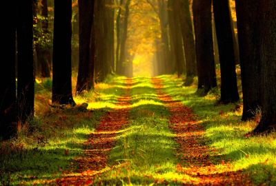 Forest 14k Hd Wallpaper